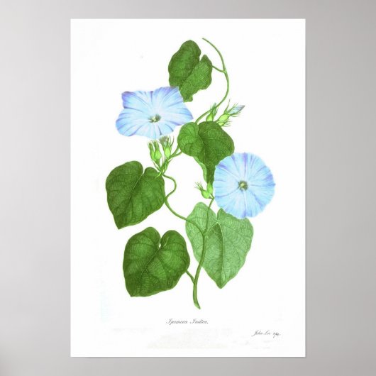 Ipomoea Poster (Vorne)