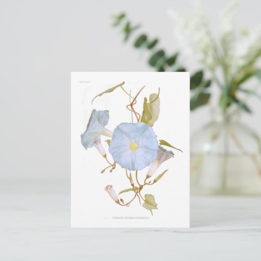 Ipomoea rubro-coerulea postkarte (Stehend Vorderseite)