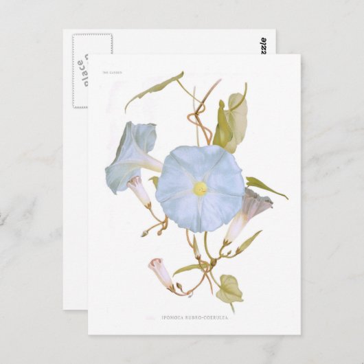 Ipomoea rubro-coerulea postkarte (Vorne/Hinten)