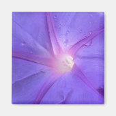 ipomus magnet (Vorne)