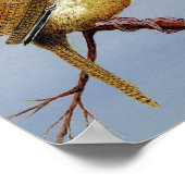 Irate Carolina Wren Poster (Ecke)