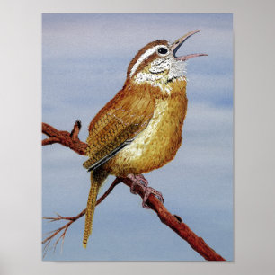 Irate Carolina Wren Poster