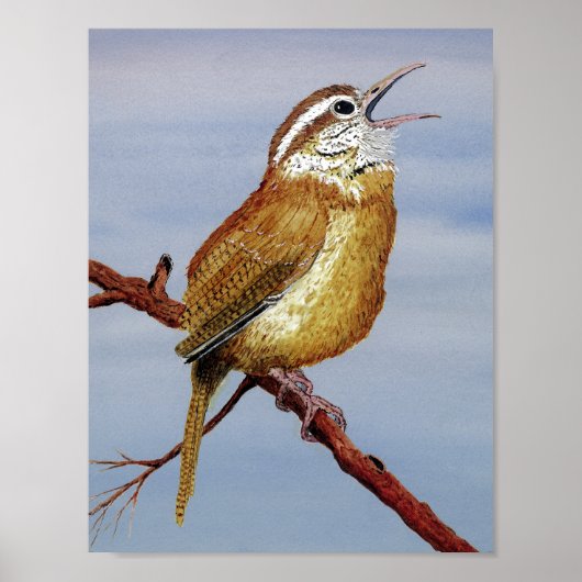 Irate Carolina Wren Poster (Vorne)