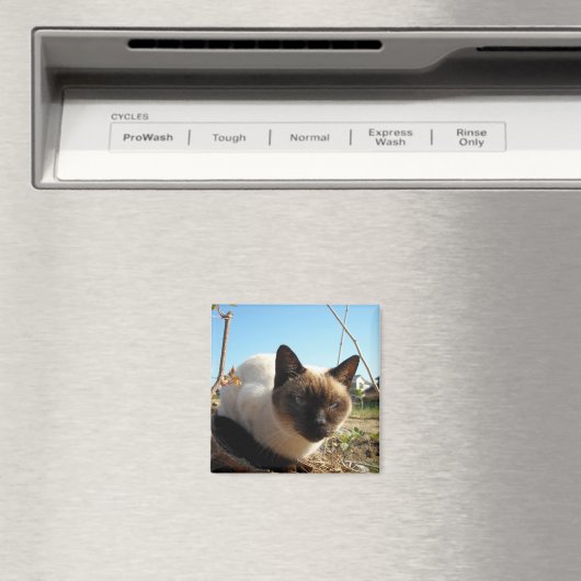 Irate Kitty Magnet (In Situ (Geschirrspüler))