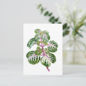Iresine Herbstii, Aureo-Reticulata Postkarte (Stehend Vorderseite)