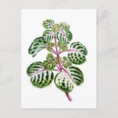 Iresine Herbstii, Aureo-Reticulata Postkarte (Vorderseite)