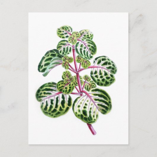 Iresine Herbstii, Aureo-Reticulata Postkarte (Vorderseite)