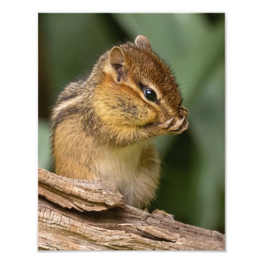 Irgendwas riecht nach Chipmunk Fotodruck (Vorne)