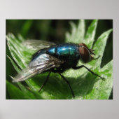 Iridescence - Blaue Flasche Poster (Vorne)