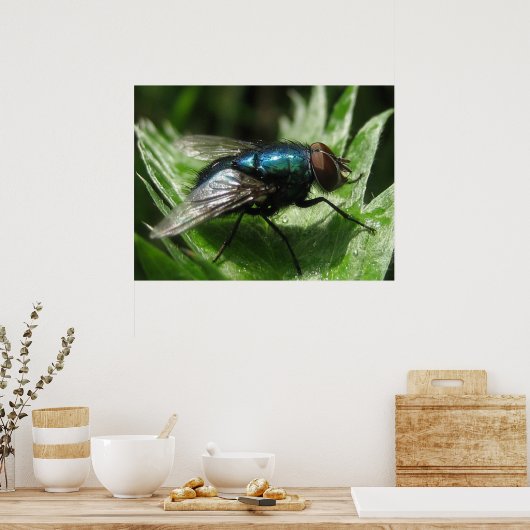 Iridescence - Blaue Flasche Poster (Küche)