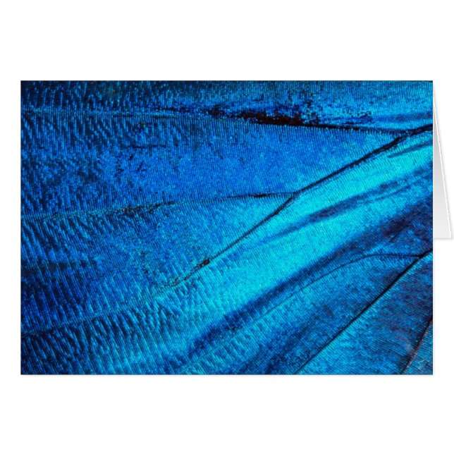 Iridescent Blue Butterfly Wing (Vorderseite (Horizontal))