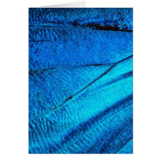 Iridescent Blue Butterfly Wing (Vorne)