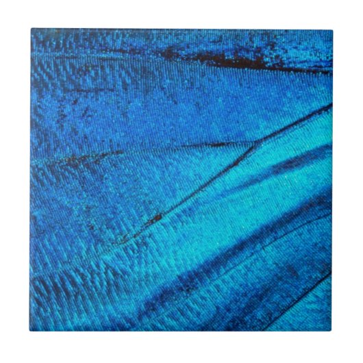 Iridescent Blue Butterfly Wing Fliese (Vorderseite)