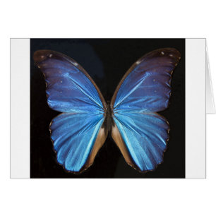 Iridescent Blue Butterfly Wings