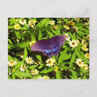 Iridescent Blue Lila mit Black Butterfly Wings Postkarte