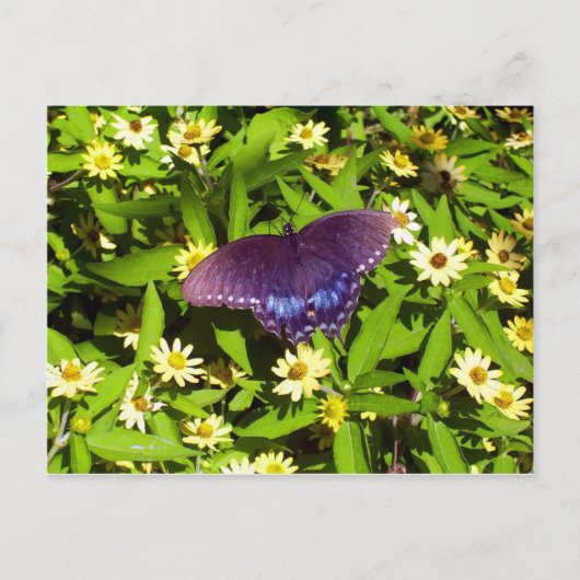 Iridescent Blue Lila mit Black Butterfly Wings Postkarte (Vorderseite)