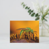 Iridescent Green Sweat Bees Postkarte (Stehend Vorderseite)