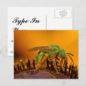 Iridescent Green Sweat Bees Postkarte (Vorne/Hinten)