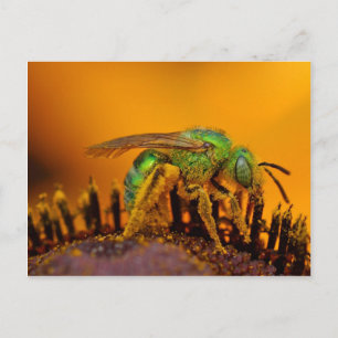 Iridescent Green Sweat Bees Postkarte