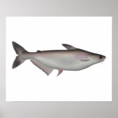 Iridescent Shark Poster (Vorne)