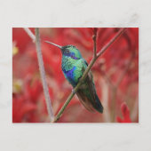 Iridescent Shine Postkarte (Vorderseite)