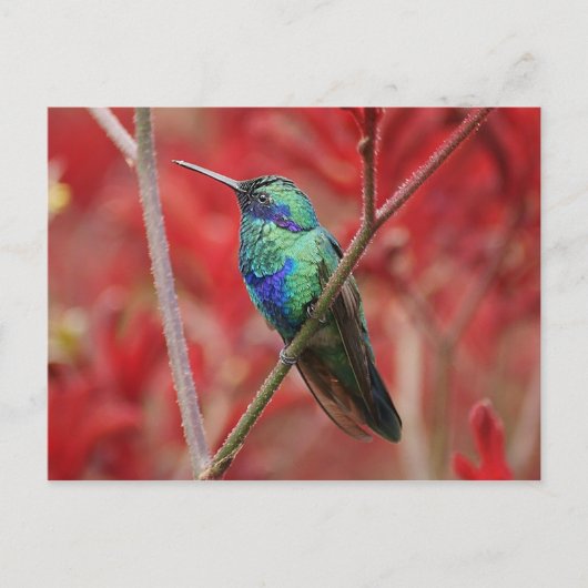 Iridescent Shine Postkarte (Vorderseite)