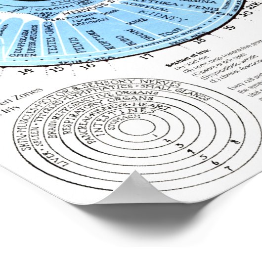 Iridiagnosis Iridology Eye Chart Poster (Ecke)