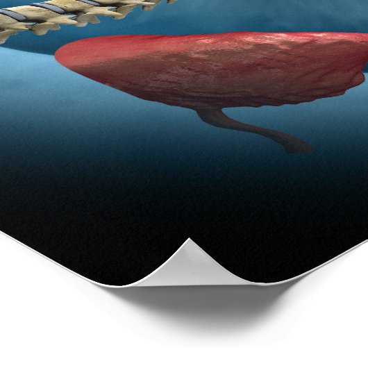 Iridologie Poster (Ecke)