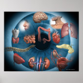 Iridologie Poster (Vorne)