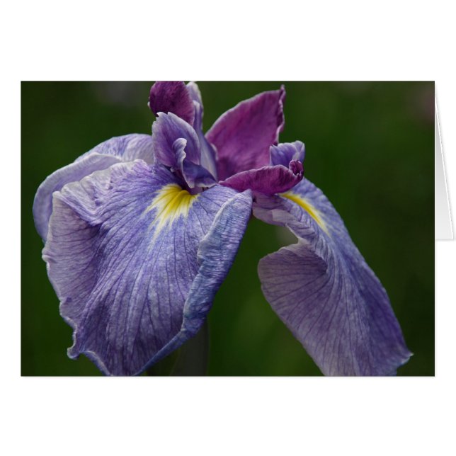 Iris (Vorderseite (Horizontal))