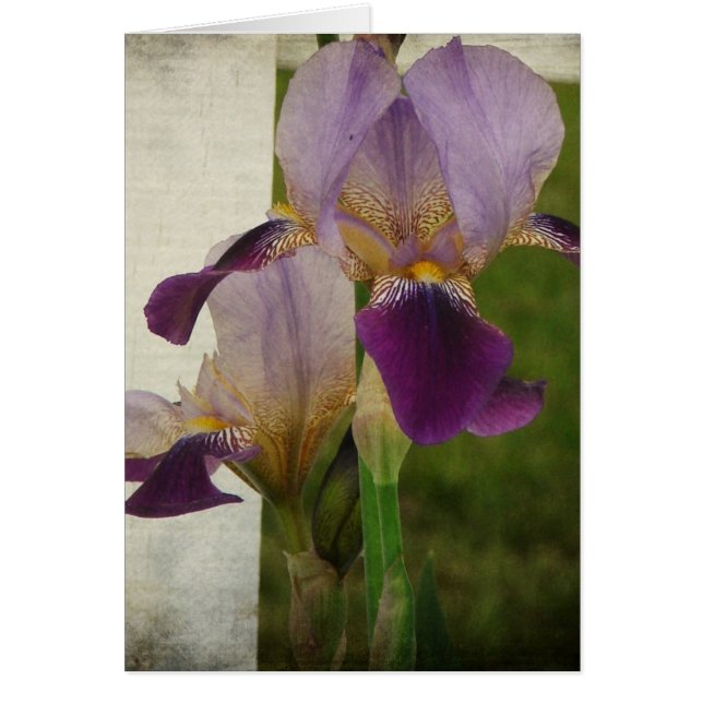 Iris (Vorne)