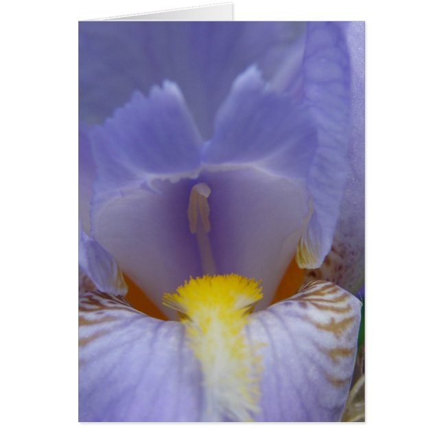 Iris (Vorne)