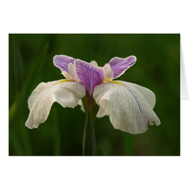 Iris (Vorderseite (Horizontal))