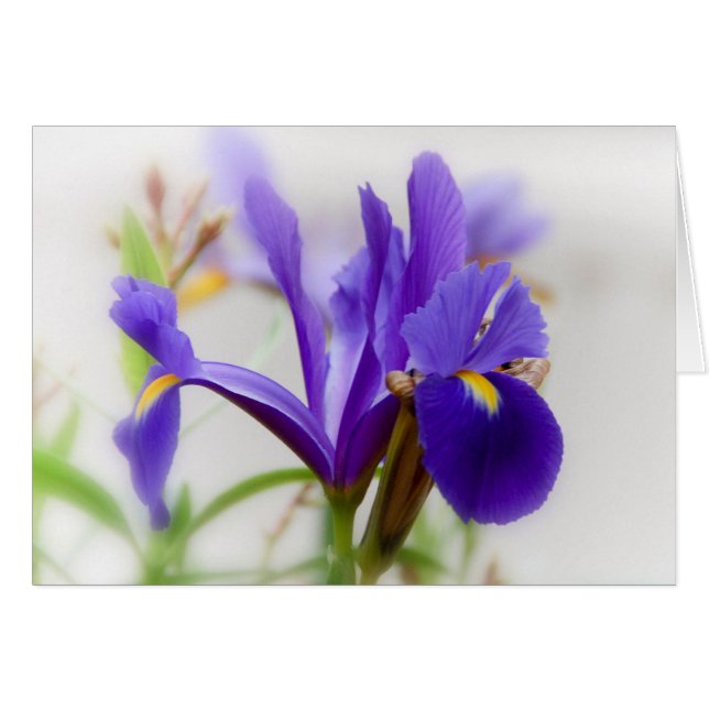 Iris (Vorderseite (Horizontal))