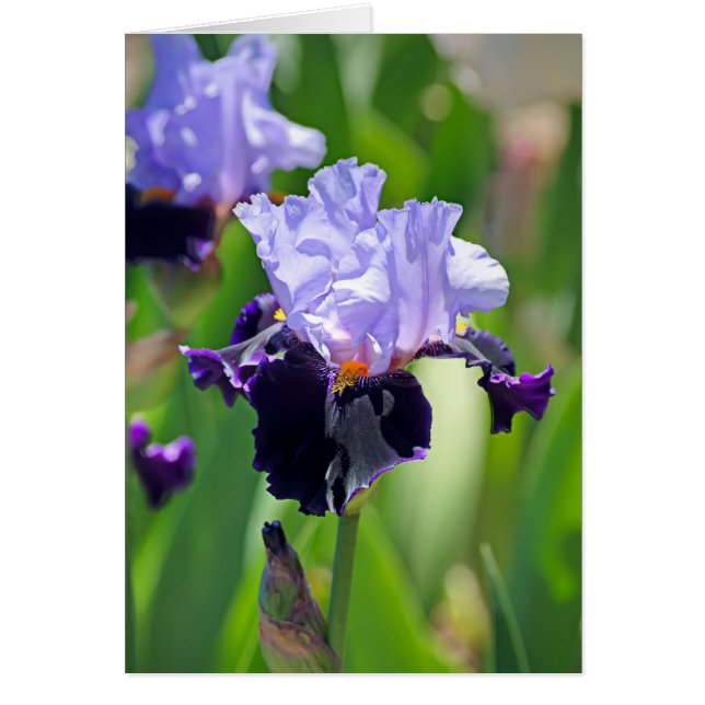 Iris 0992 (Vorne)