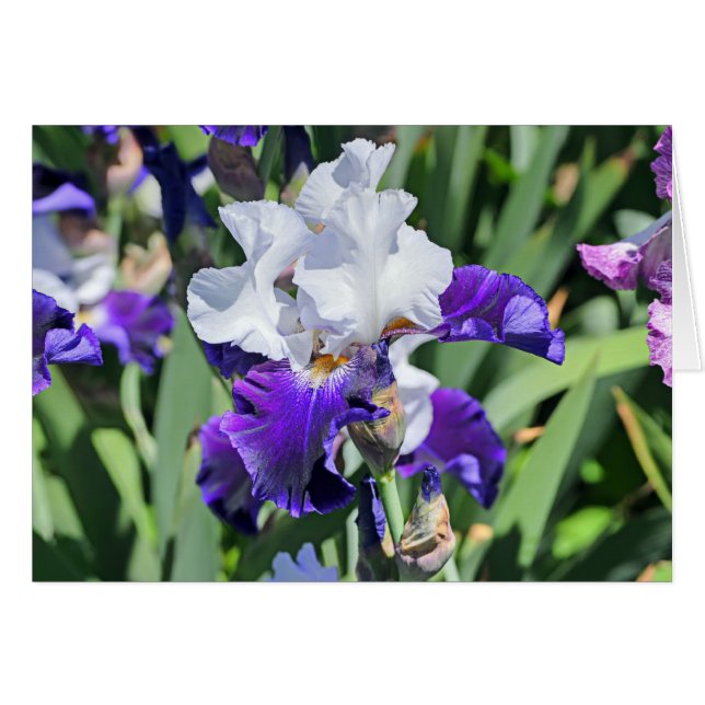 Iris 1039 (Vorderseite (Horizontal))