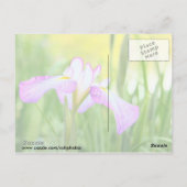 Iris am Swan Lake, Sumter SC Postkarte (Rückseite)