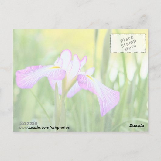 Iris am Swan Lake, Sumter SC Postkarte (Rückseite)