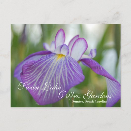 Iris am Swan Lake, Sumter SC Postkarte (Vorderseite)