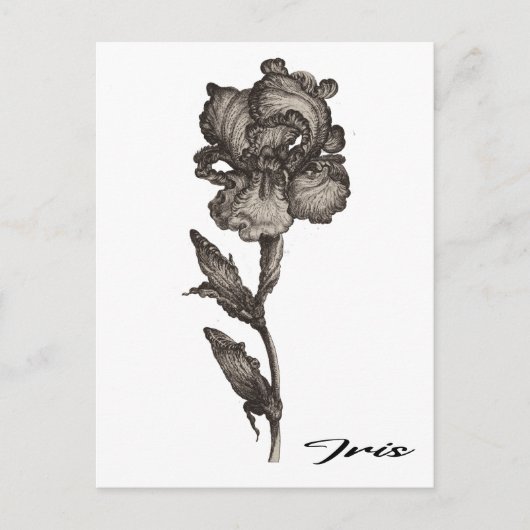 Iris, anonym, c. 1630 - 1690 postkarte (Vorderseite)