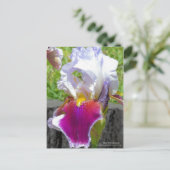 Iris "Atemberaubend" [Postkarte] Postkarte (Stehend Vorderseite)