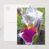 Iris "Atemberaubend" [Postkarte] Postkarte (Vorne/Hinten)