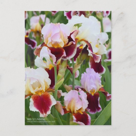 Iris "Atemberaubend" [Postkarte] Postkarte (Vorderseite)