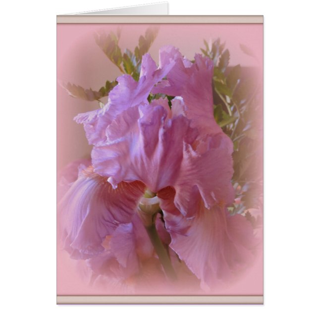 Iris Beauty (Vorne)