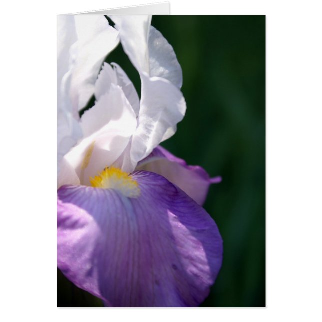 Iris Beauty (Vorne)