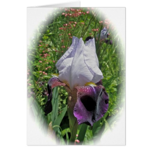 Iris-Blank-Karte (Vorne)