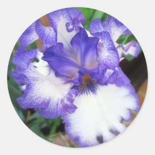 Iris ~ Blau und Weiß Runder Aufkleber