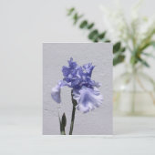 Iris Bloom Postkarte (Stehend Vorderseite)