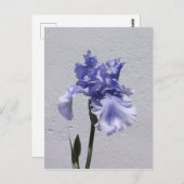 Iris Bloom Postkarte (Vorne/Hinten)