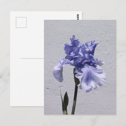 Iris Bloom Postkarte (Vorne/Hinten)